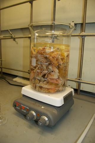 Invasive exotic tunicates being weighed in a beeker. Forthcoming