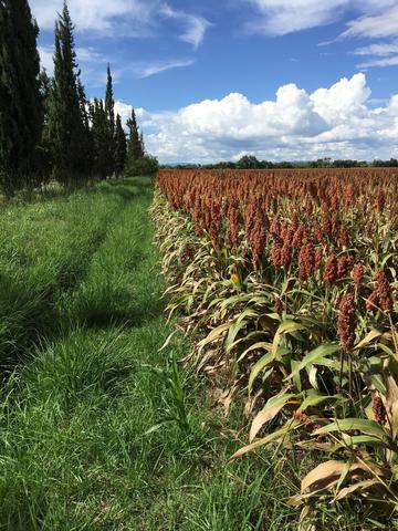 Sorghum field