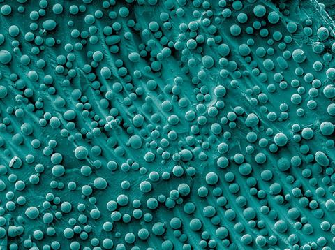 An electron micrograph showing many blue-colored nanoscale (billionth of a meter) particles of varying sizes and shapes scattered atop a silicon wafer.