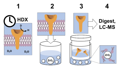 Phospholipid removal workflow