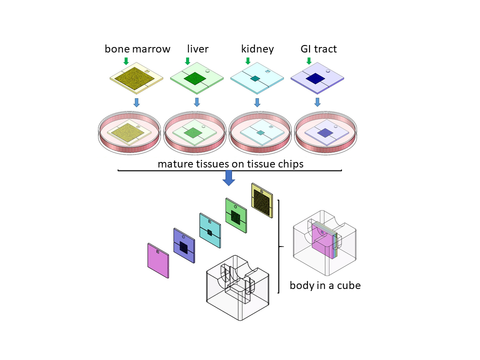 pumpless body cube with four tissues