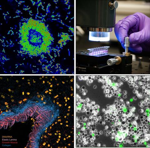 Image panel of various Biomaterials Group research activites.