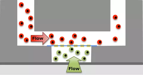 Microfluidic tissue/organ on a chip system