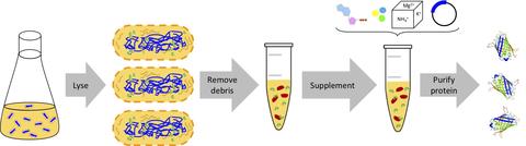 Cell-Free Protein Expression Workflow