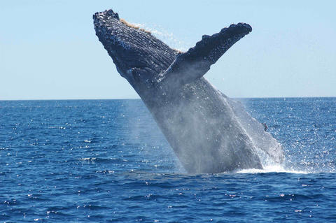 A large whale is halfway out of the water, about to breach.