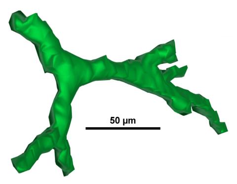 3D Cell