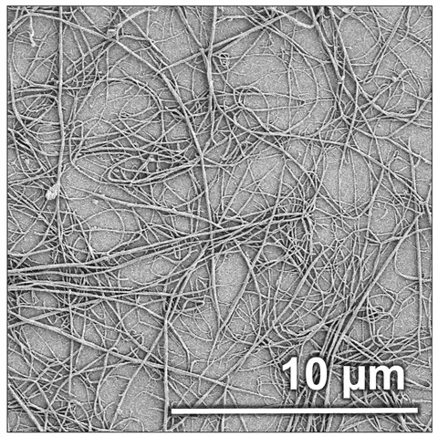 collagen fibrils