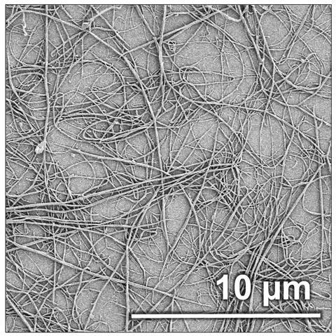 collagen fibrils