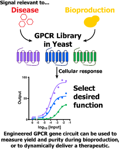 GPCR