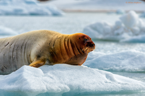 A large brown seal is in the snow. It has whiskers that look like a beard on a human male. 