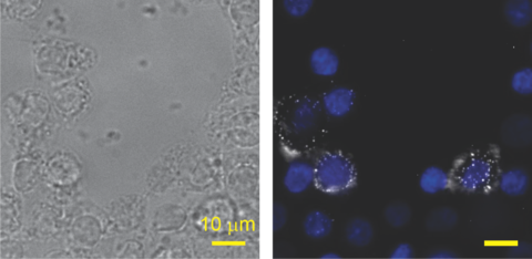 Transmission and Fluorescence 