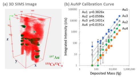  3D SIMS image of a nematode tail with localized aggregates