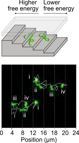 DNA ascending and descending a nanofluidic staircase
