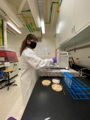 Glyphosate weighing A woman in lab coat, safety glasses and a mask stands at a lab bench weighing samples.
