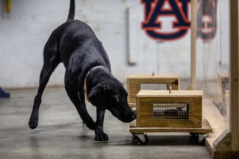 A detection dog in training A black dog sniffs a wooden box.