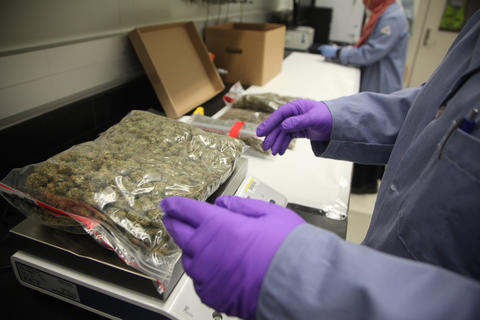A scientist in lab coat and rubber gloves places a large clear bag of marijuana on a weighing scale.