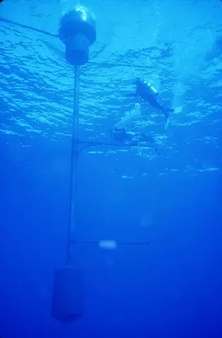 scuba divers inspecting an underwater bouy