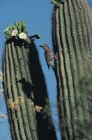 Gila Woodpecker with Saguaros