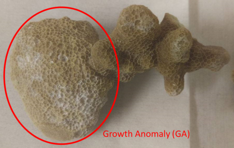 Coral species, Porites compressa, is shown affected by a growth anomaly, a tumorlike disease, on its left side.