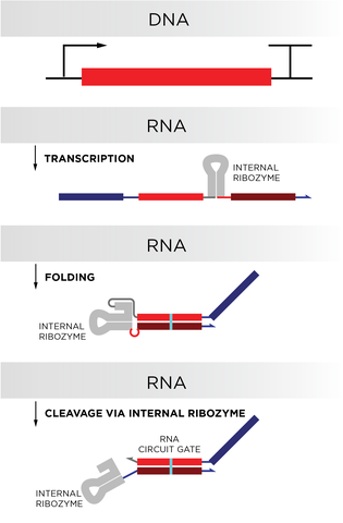 A flowchart depicts the steps in which an RNA component of a biological circuit is produced.