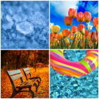 Collage of ice cubes, gold tulips, park benches with fall foliage in background, and colored plastic float in pool