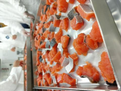 Processing wild-caught salmon for RM 8256