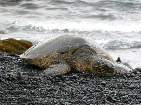 A large turtle lies on a rocky beach with surf in the background.