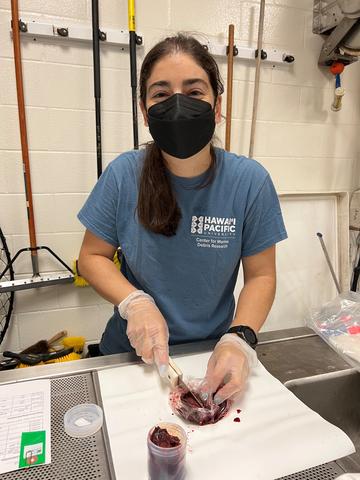 Katy Shaw looks up while using a wood-handled knife to cut a small sample of turtle liver on a stainless steel surface. 