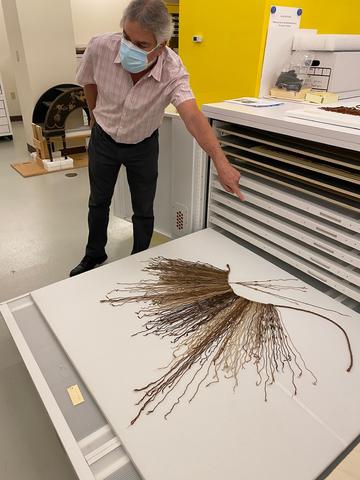 A man leans and points to an artifact made of strings displayed on a pull-out drawer in a museum setting.