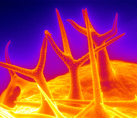 Colorized micrograph shows orange and red spikes protruding from a curved surface on a purple background.