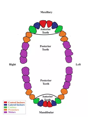 A diagram showing the the teeth of the upper and lower human jaws, with central incisors, lateral incisors, canines, premolars and molars appearing in different colors and patterns.