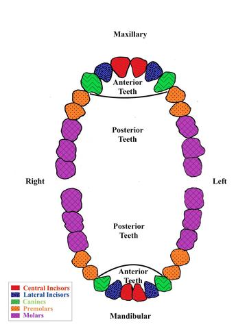A diagram showing the the teeth of the upper and lower human jaws, with central incisors, lateral incisors, canines, premolars and molars appearing in different colors.