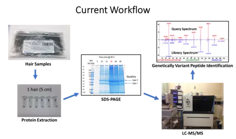 The top box says current workflow below is a picture of a sample bag with the words hair sample and an arrow then to a box with test tubes and the words protein extraction under them. An arrow from that photo with blue lines on paper showing the electrophoresis results of the separated proteins and the words SDS-Page. An arrow from SDS-Page points to a photo of a liquid chromatography mass spec machine and the letters under the photo LC-MS/MS. From here an arrow points up to a picture of a graph of results 