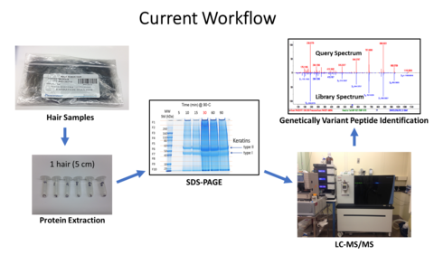 The top box says current workflow below is a picture of a sample bag with the words hair sample and an arrow then to a box with test tubes and the words protein extraction under them. An arrow from that photo with blue lines on paper showing the electrophoresis results of the separated proteins and the words SDS-Page. An arrow from SDS-Page points to a photo of a liquid chromatography mass spec machine and the letters under the photo LC-MS/MS. From here an arrow points up to a picture of a graph of results 