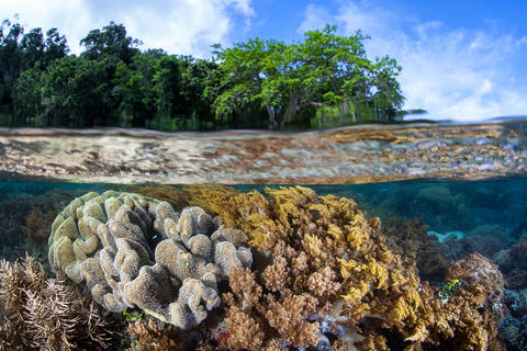 Photograph of underwater coral with above-water view of beach and trees
