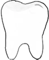 Drawing of a tooth standing on its roots.