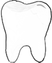 Drawing of a tooth standing on its roots.