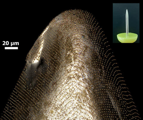 An optical micrograph showing 1-micron-wide disks transferred onto the sharp tip of a pin, shown in the inset image.