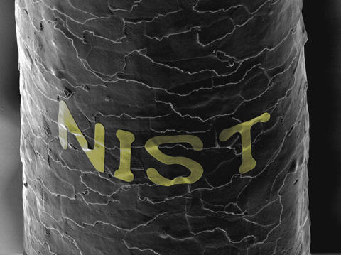 A grayscale scanning electron microscope image of a human hair with the letters N-I-S-T across it.