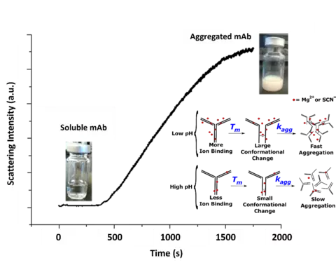 Isothermal aggregation kinetics of a low-pI mAb solution 