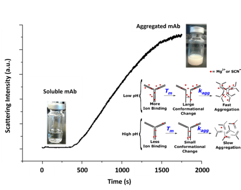 Isothermal aggregation kinetics of a low-pI mAb solution 