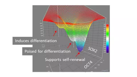 Statistical thermodynamics to provide a complex characterization of a cell population