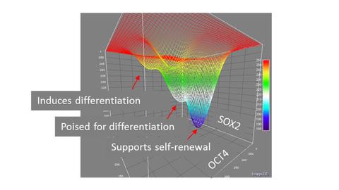 Statistical thermodynamics to provide a complex characterization of a cell population
