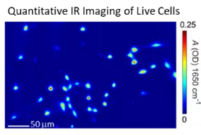 Quantitative infrared (IR) imaging of live cells in water for label-free viability measurements
