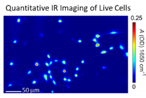 Quantitative infrared (IR) imaging of live cells in water for label-free viability measurements