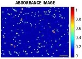 Quantitative, traceable determination of cell viability using absorbance microscopy