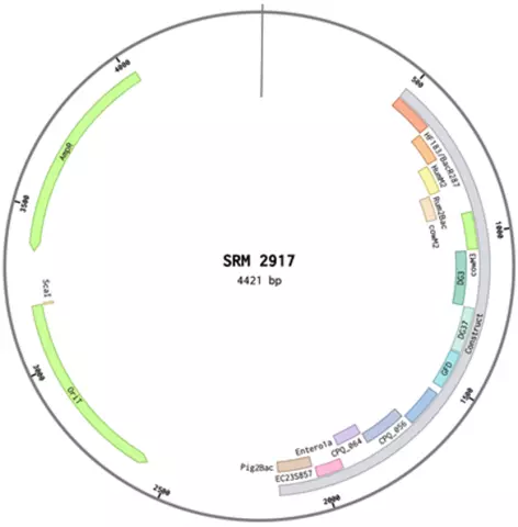 DNA Plasmid containing 13 PCR targets for water quality testing