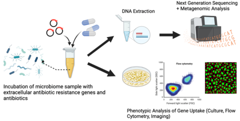 Horizontal Gene Transfer