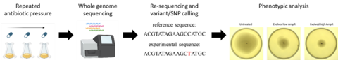 Vertical Gene Transfer, connecting genotype to phenotype