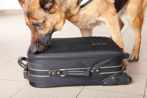 Photograph of a dog sniffing luggage.